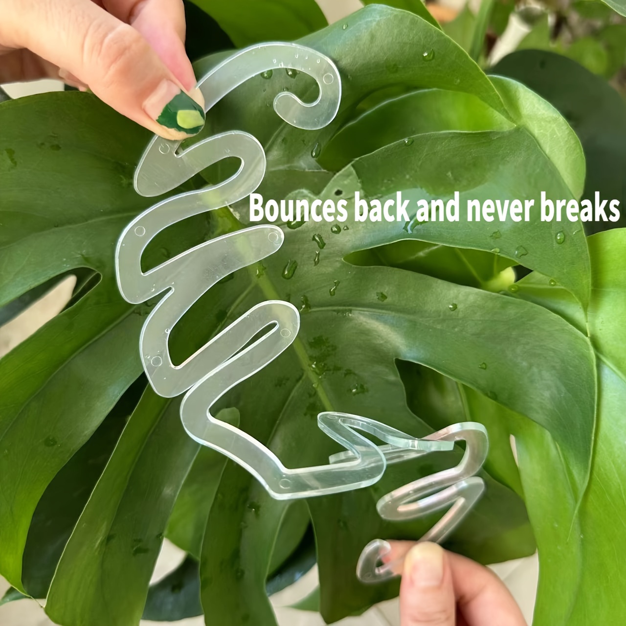 مشابك بلاستيكية مرنة لدعم نبات - مراجعة Variegated Monstera Node وسعره