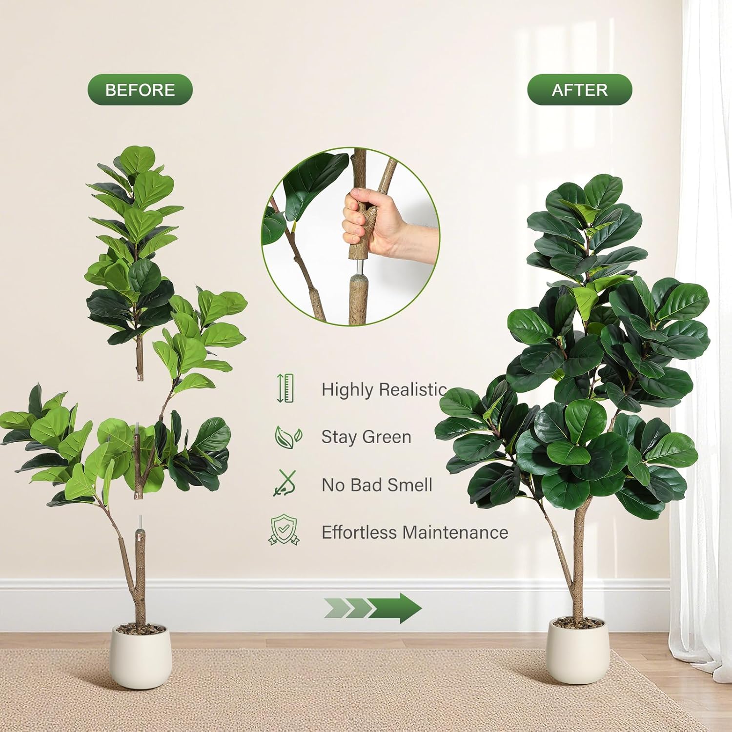 4-7 أقدام كمان ورقة شجرة التين - مراجعة Plant Parents وسعره