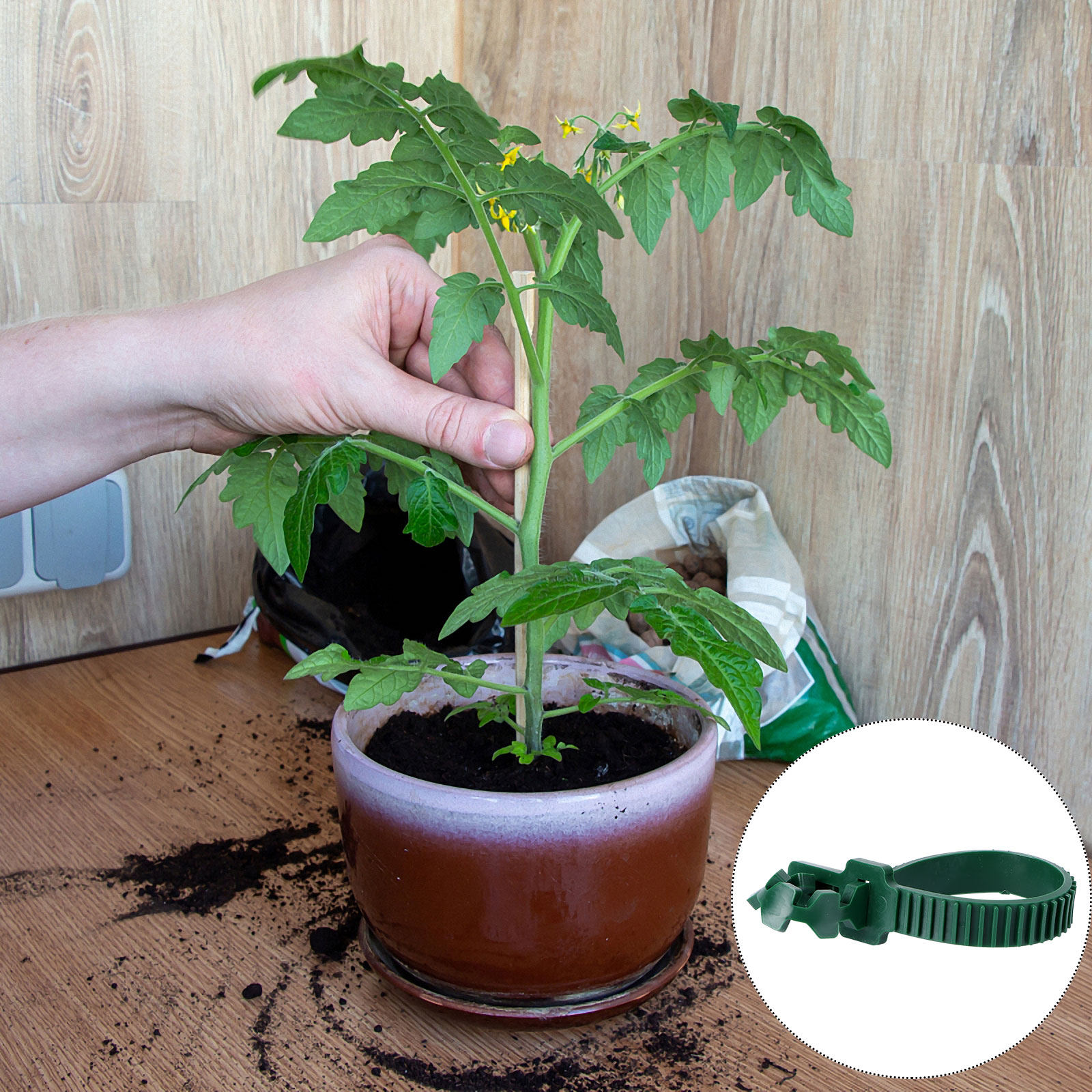 20 قطعة مشبك تثبيت للنباتات، م - مراجعة Plants X وسعره