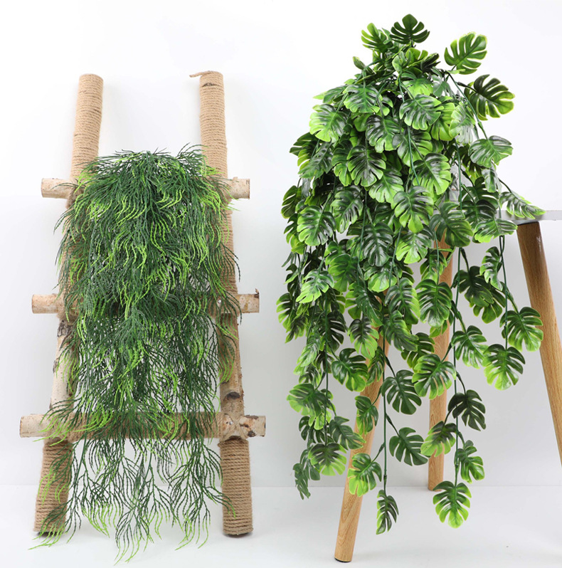 نبات اصطناعي معلق ، نبات خيزرا - مراجعة String Of Pearls Plant وسعره
