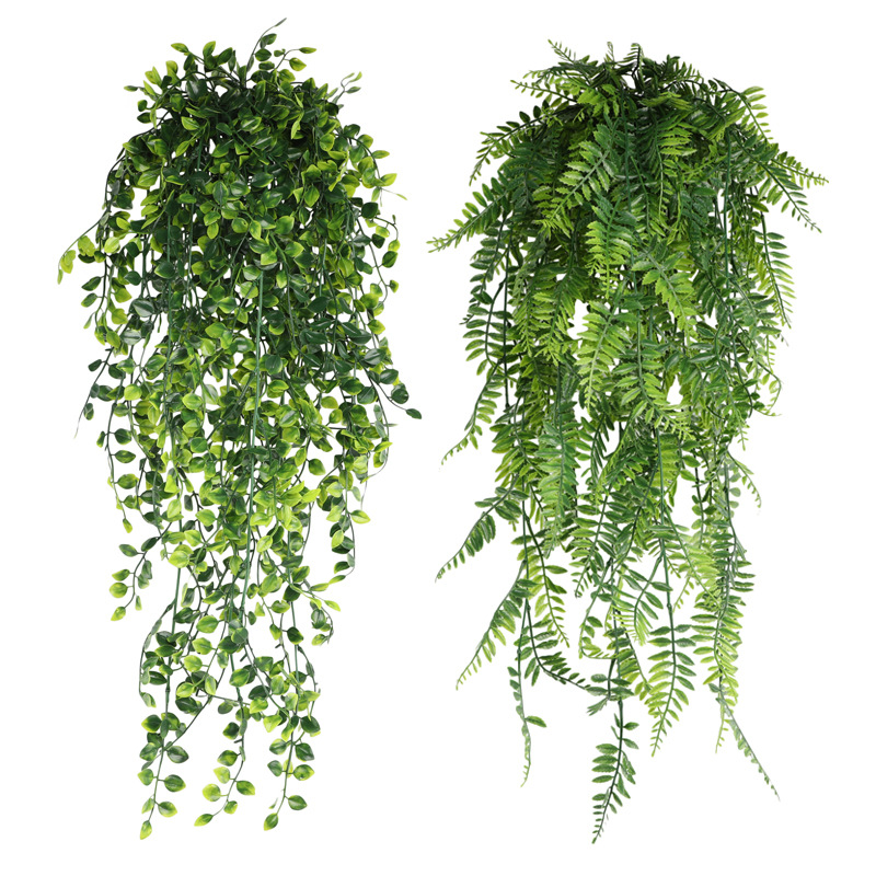 نبات اصطناعي معلق ، نبات خيزرا - مراجعة String Of Pearls Plant وسعره