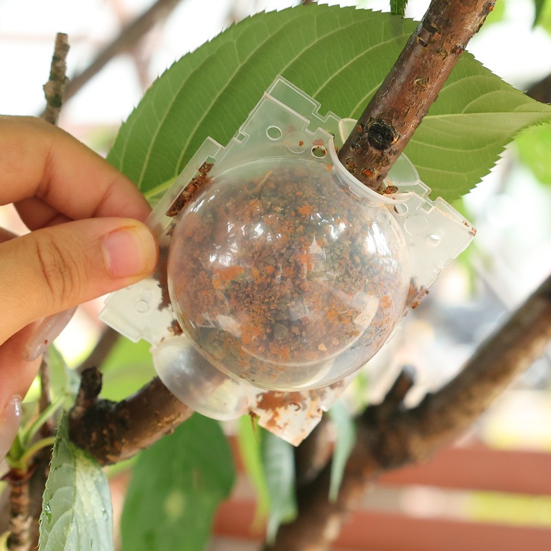 كرات تكثيف الجذور للنباتات، صن - مراجعة Plant Parent وسعره