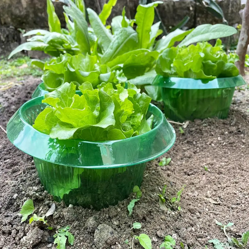 حلقات حماية سبيكة النباتات غطا - مراجعة Plant Parents وسعره