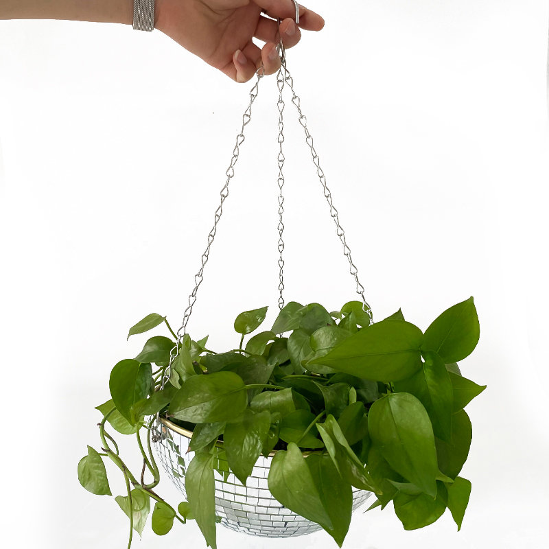 وعاء زهور معلق على شكل كرة ديس - مراجعة Plant Parent وسعره